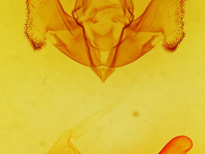 genitalia view of adult Gaujonia sp.