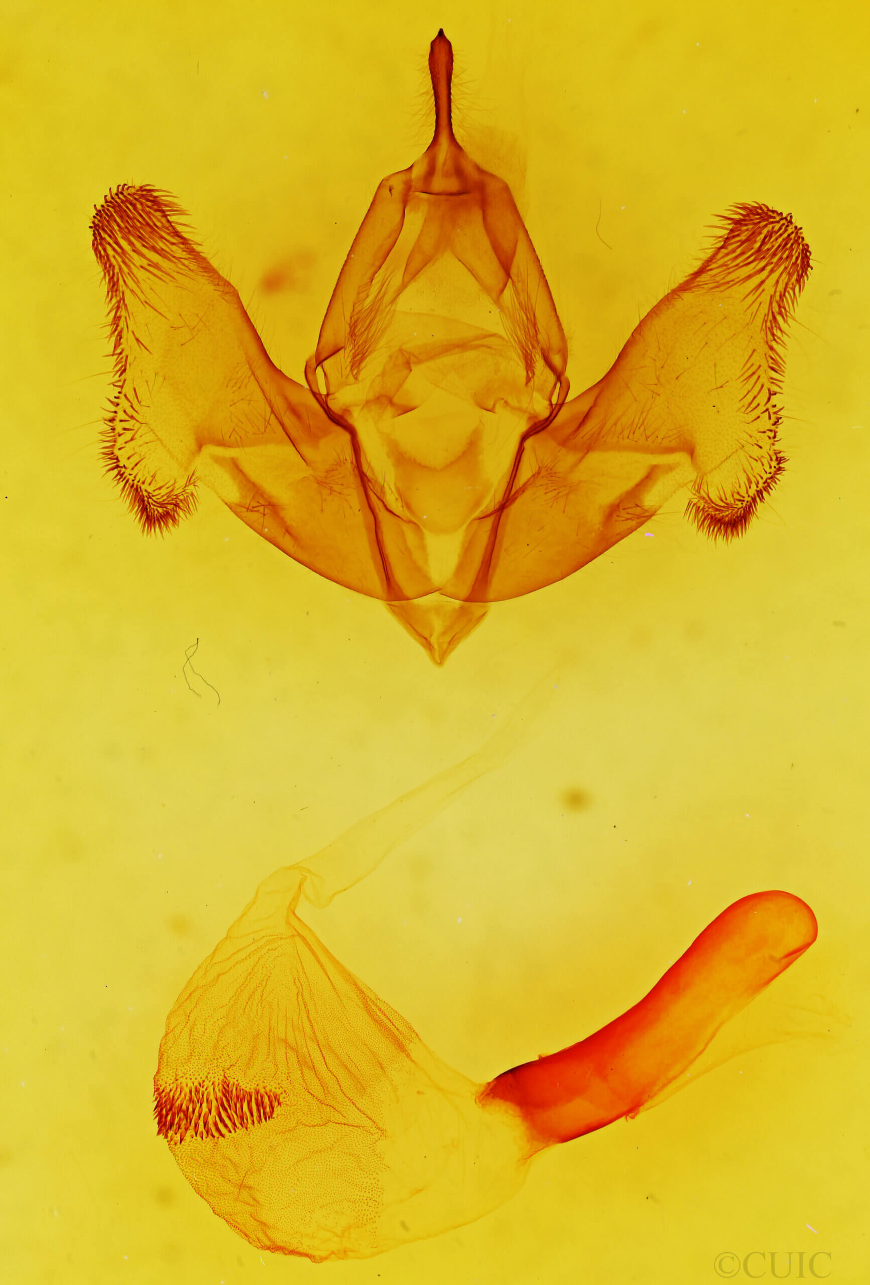 genitalia view of adult Gaujonia sp.