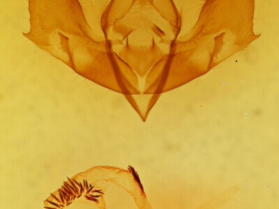 genitalia view of adult Gaujonia arbosioides