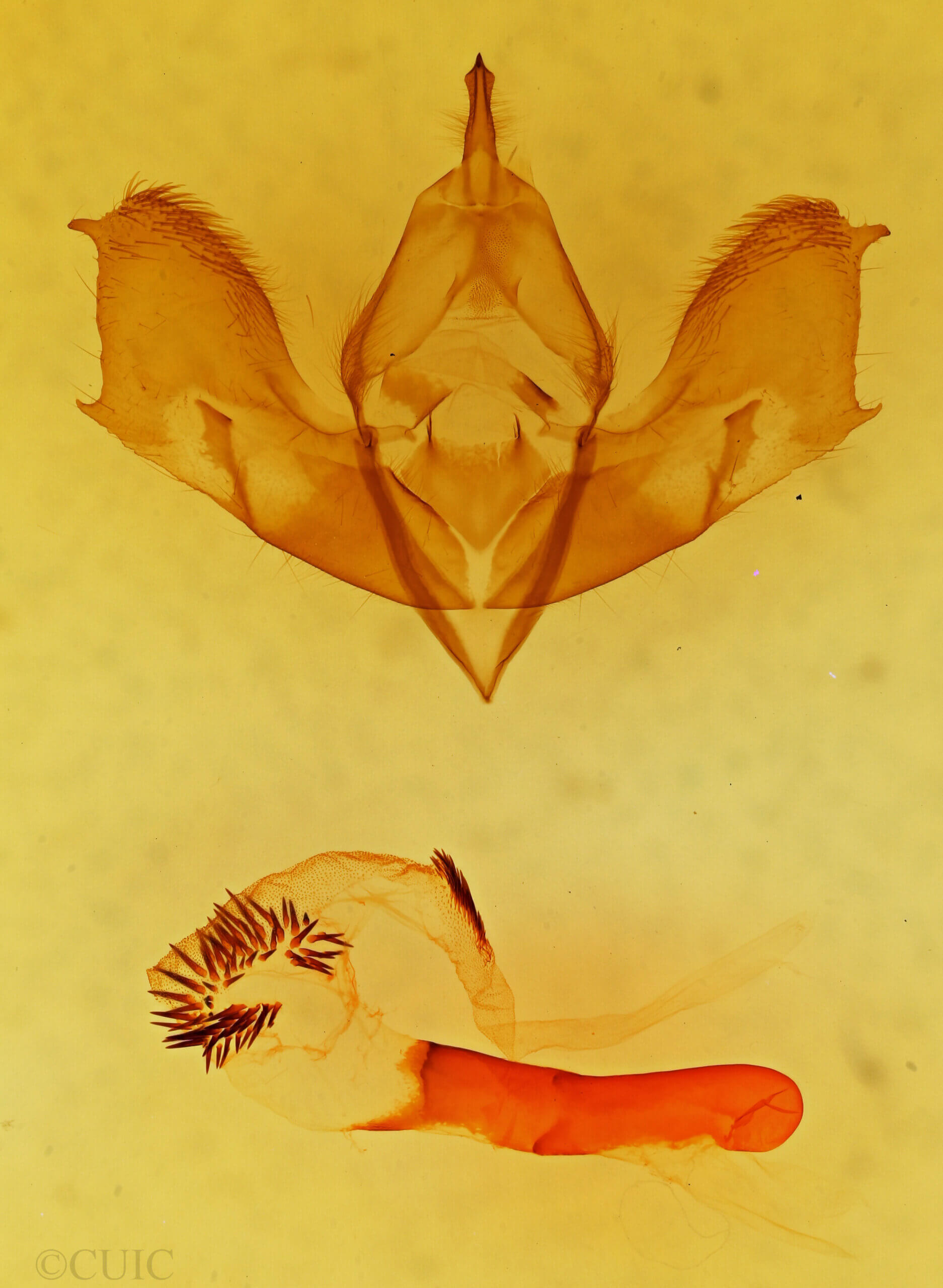 genitalia view of adult Gaujonia arbosioides