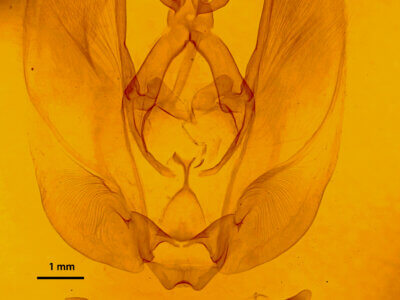 genitalia view of adult Hapigia sp.
