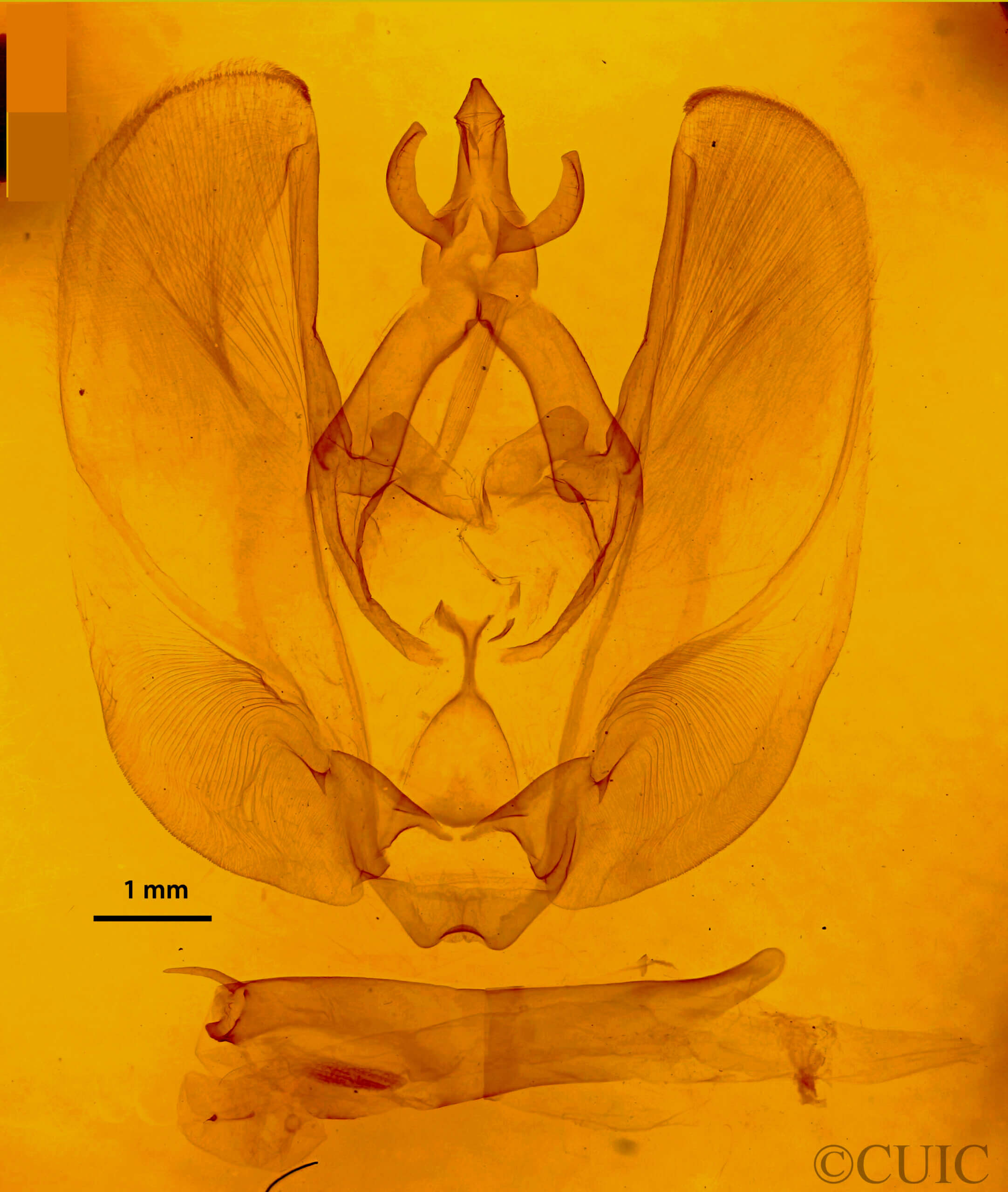 genitalia view of adult Hapigia sp.