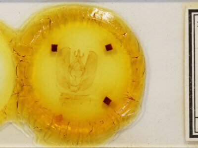 slide view of adult Hapigia sp.