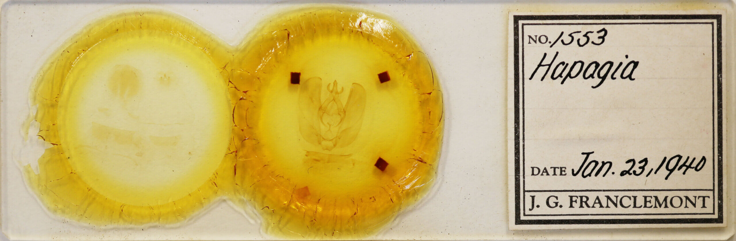 slide view of adult Hapigia sp.