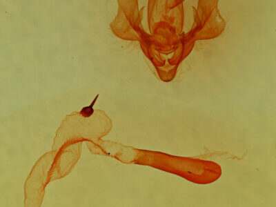 genitalia view of adult Homorthodes sp.