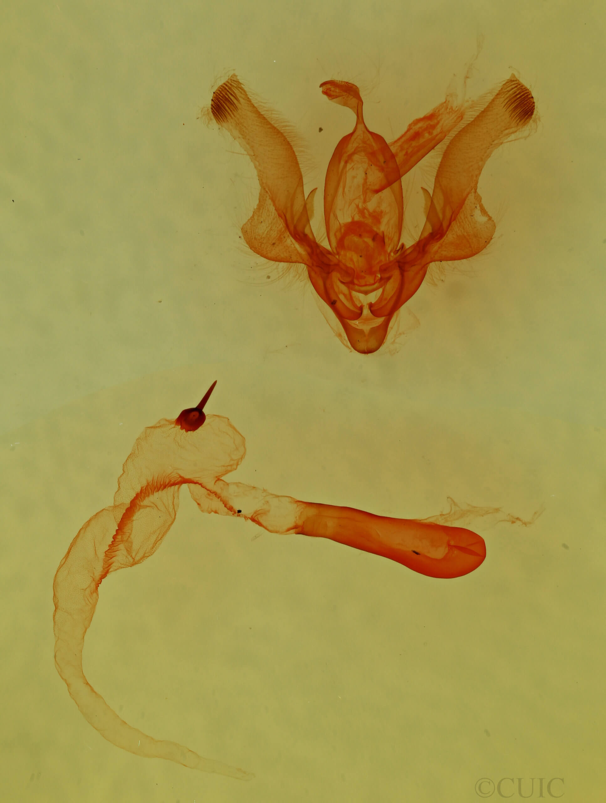 genitalia view of adult Homorthodes sp.