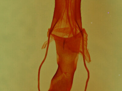 genitalia view of adult Homorthodes sp.