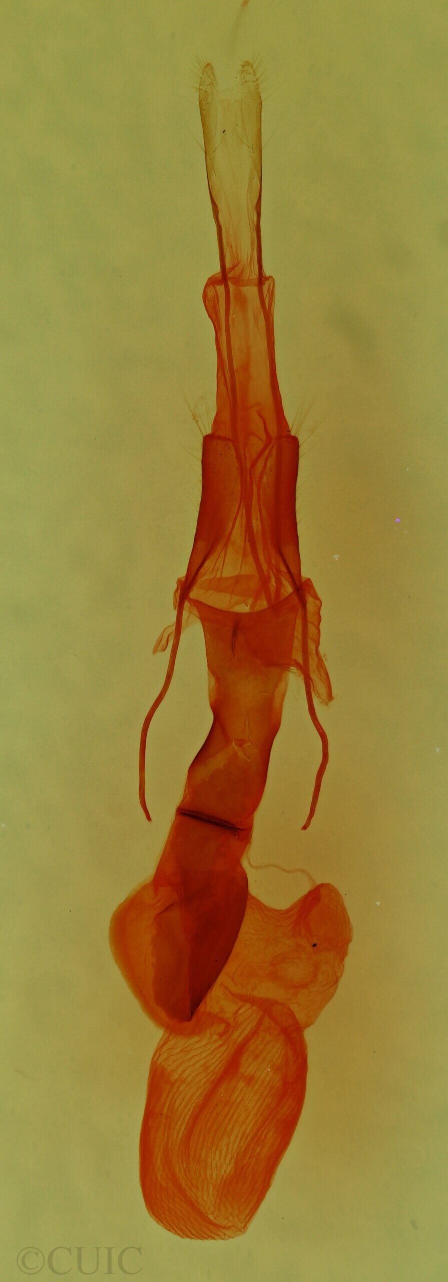 genitalia view of adult Homorthodes sp.
