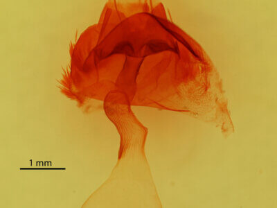 genitalia view of adult Homorthodes sp.