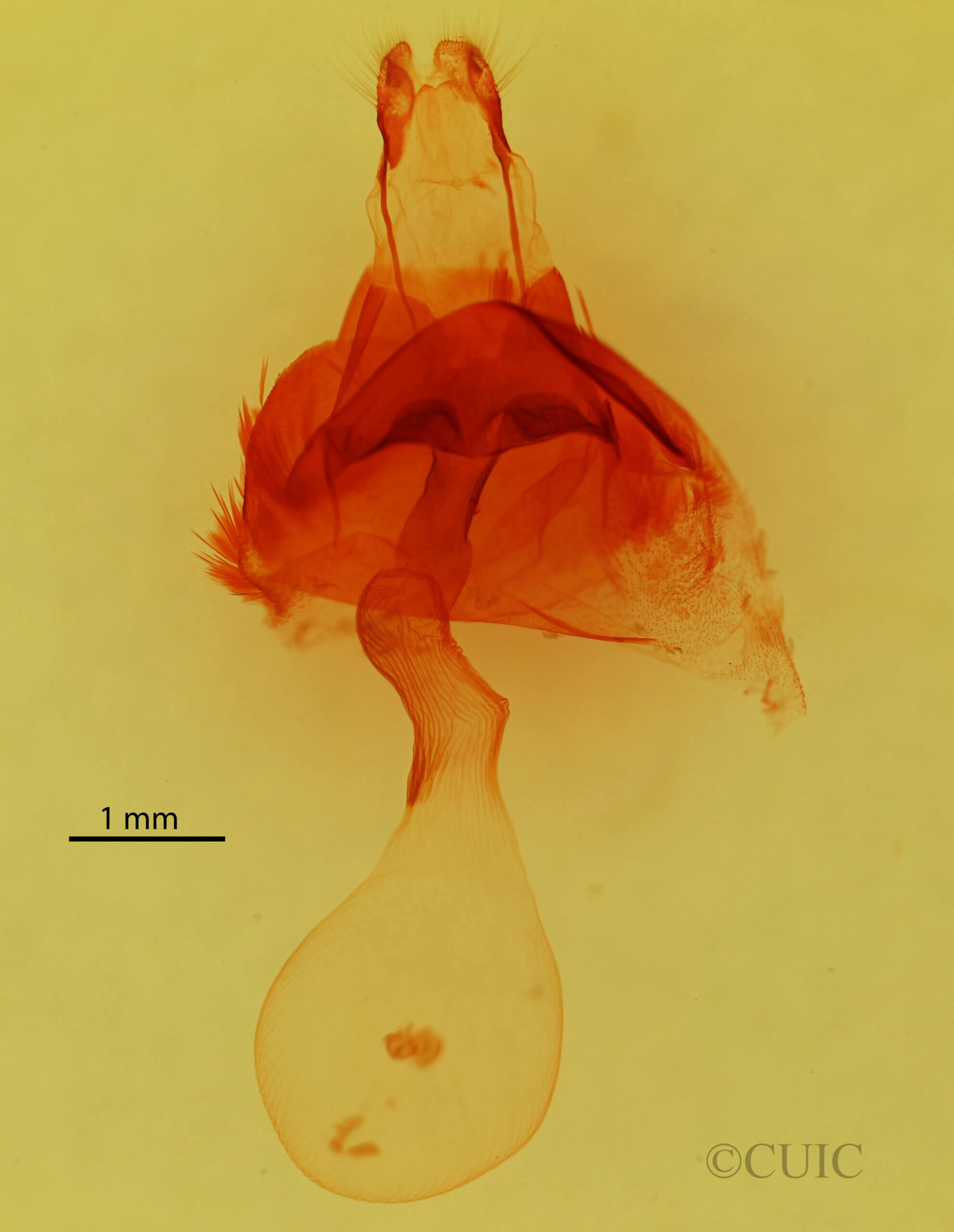 genitalia view of adult Homorthodes sp.