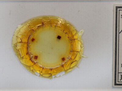 slide view of adult Hypenodes sp.