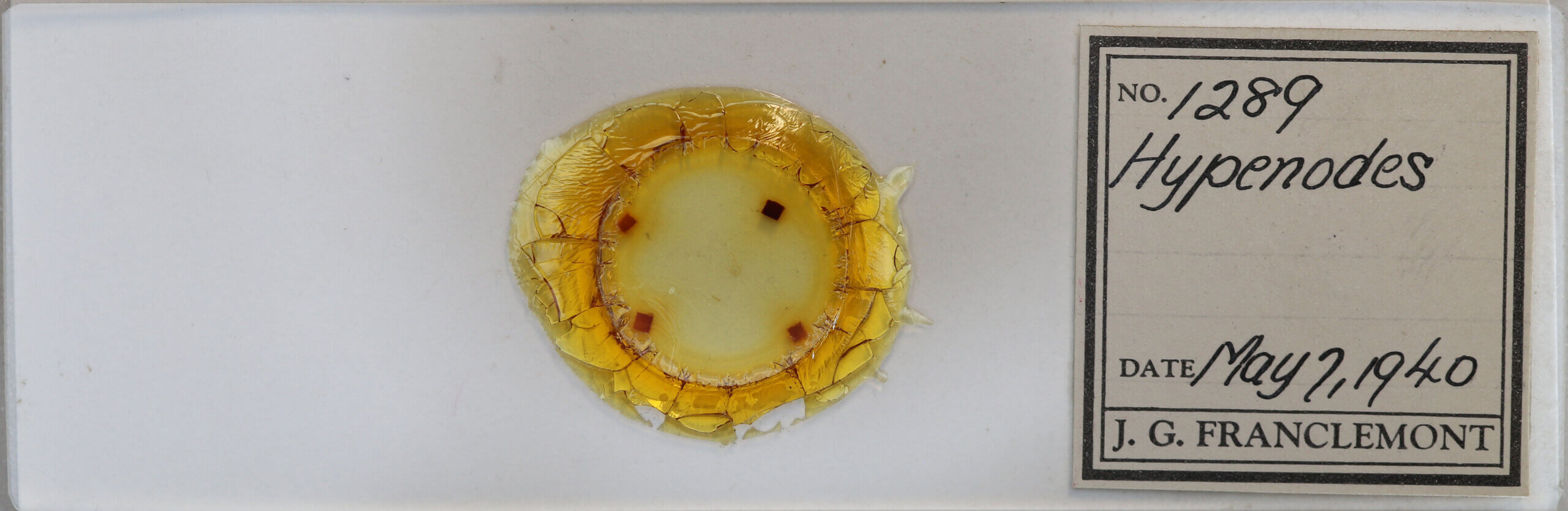 slide view of adult Hypenodes sp.