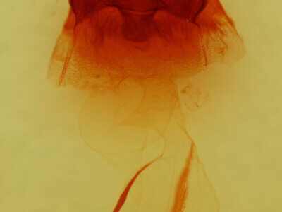 genitalia view of adult Hyppa sp.