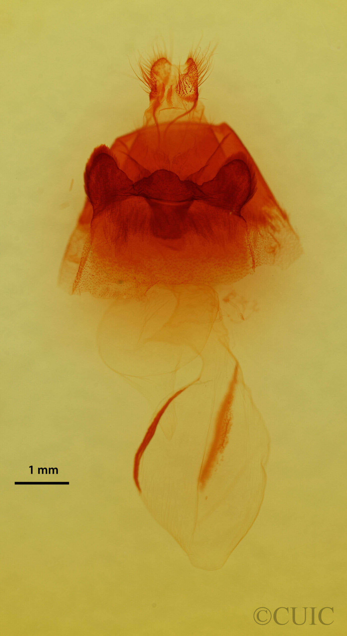 genitalia view of adult Hyppa sp.