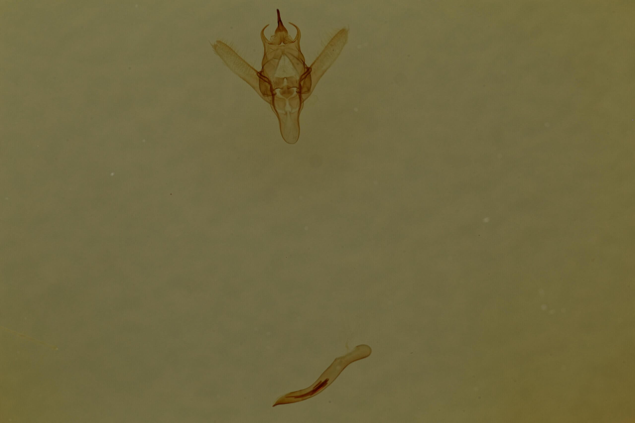 genitalia view of adult Ixala sp.