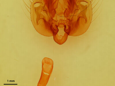 genitalia view of adult Leucania sp.