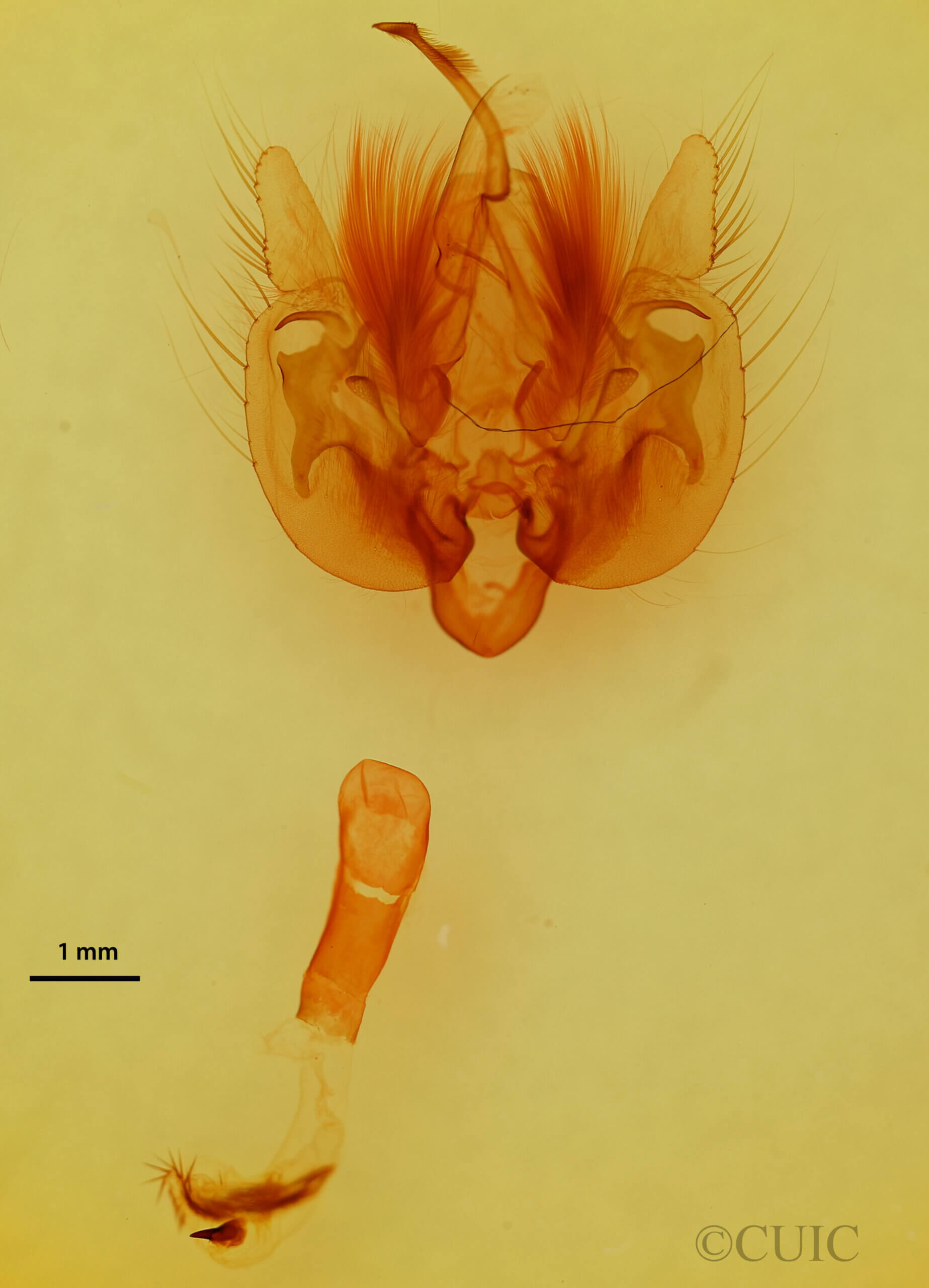 genitalia view of adult Leucania sp.