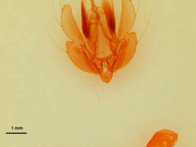 genitalia view of adult Leucania senescens