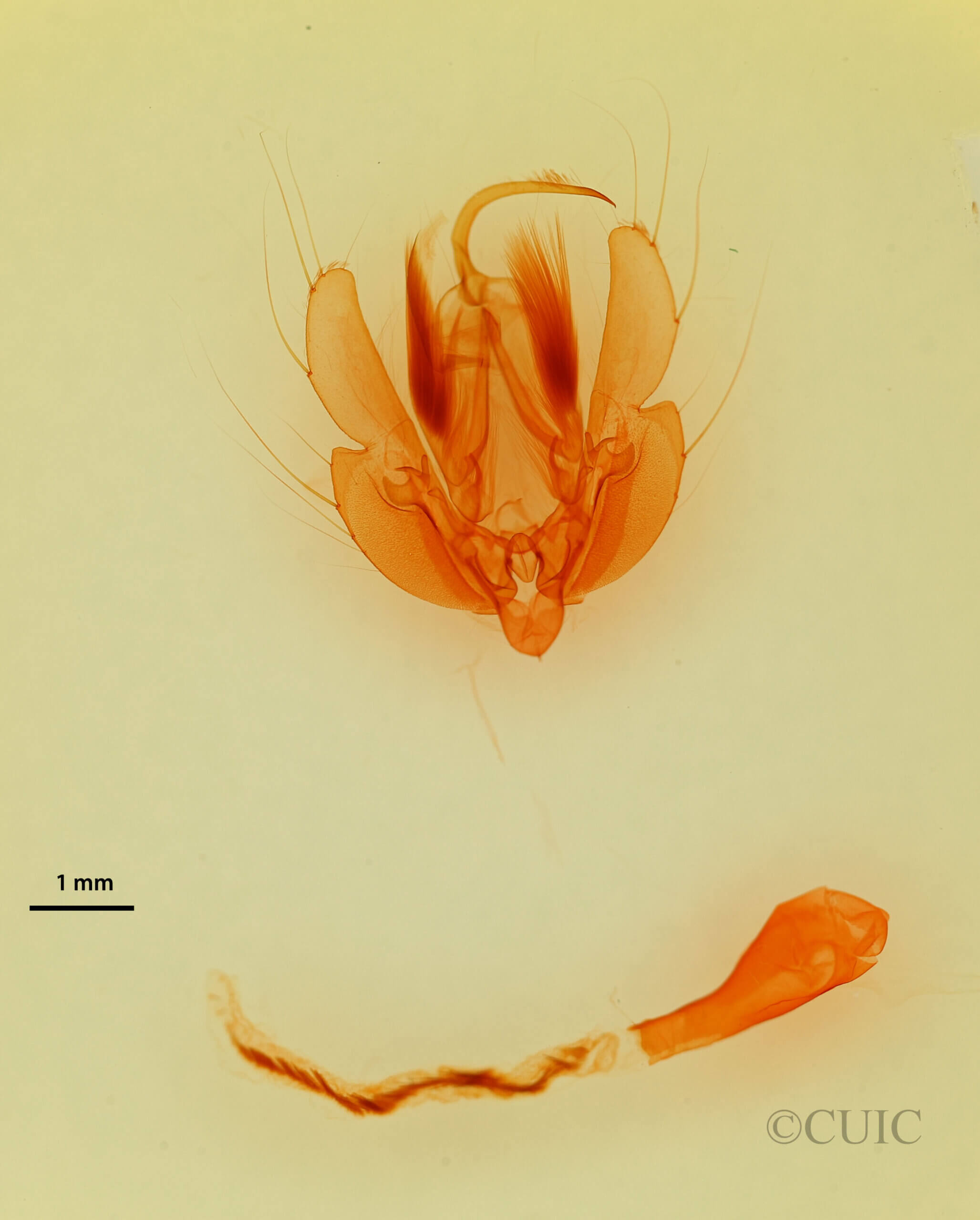 genitalia view of adult Leucania senescens