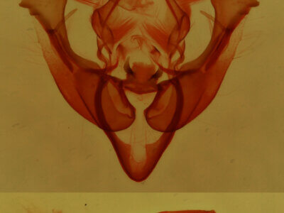 genitalia view of adult Acrapex relicta