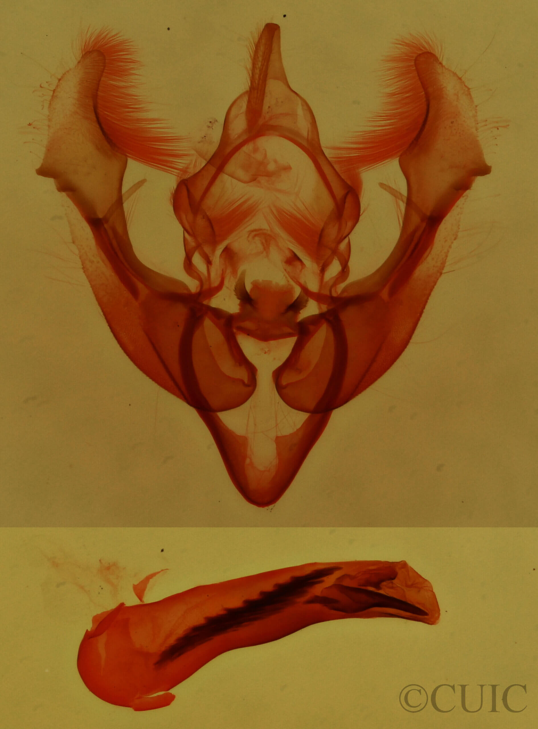 genitalia view of adult Acrapex relicta