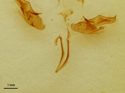 genitalia view of adult Orthosia annulimacula