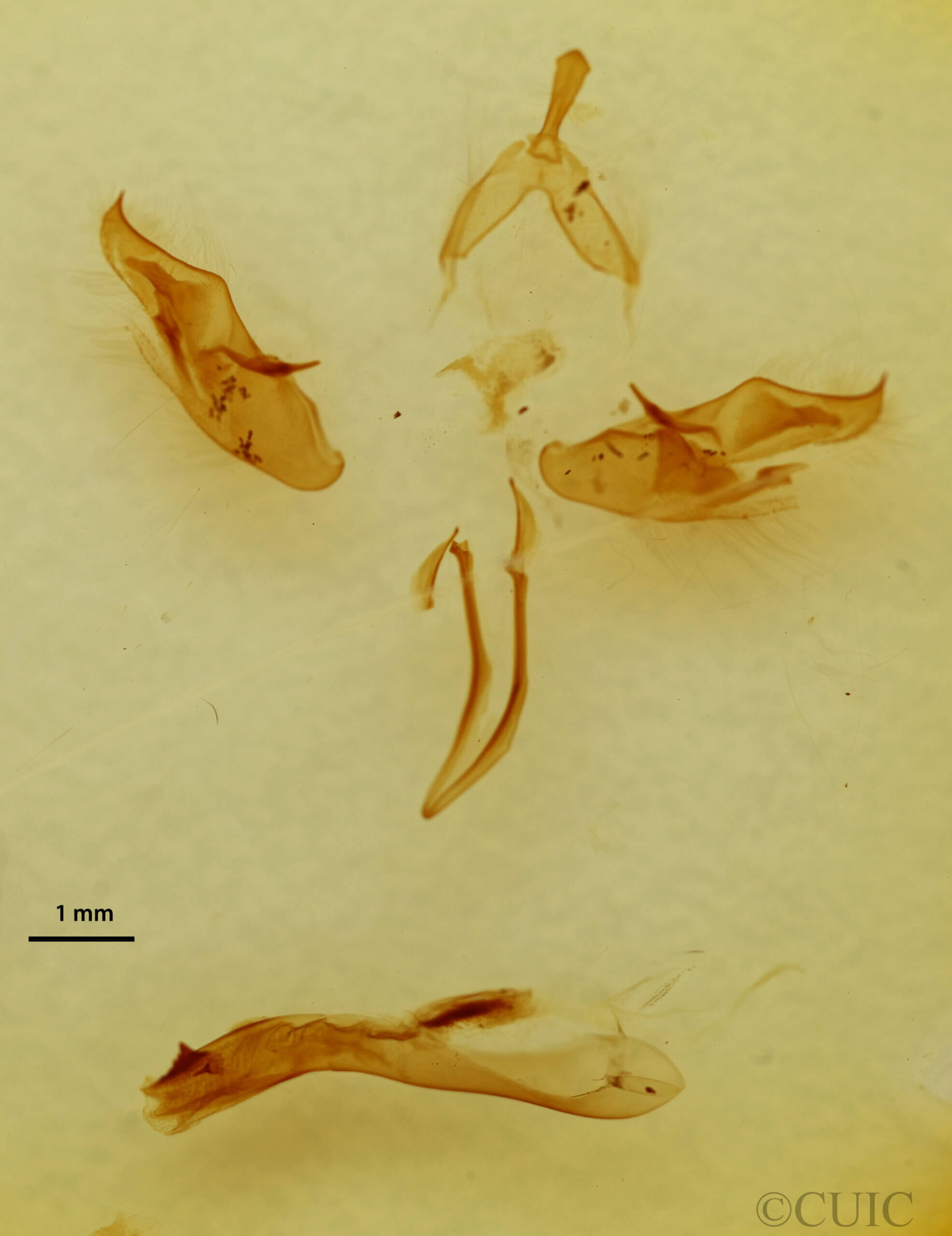 genitalia view of adult Orthosia annulimacula