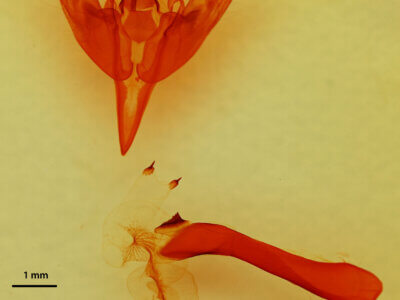 genitalia view of adult Orthosia flaviannula?