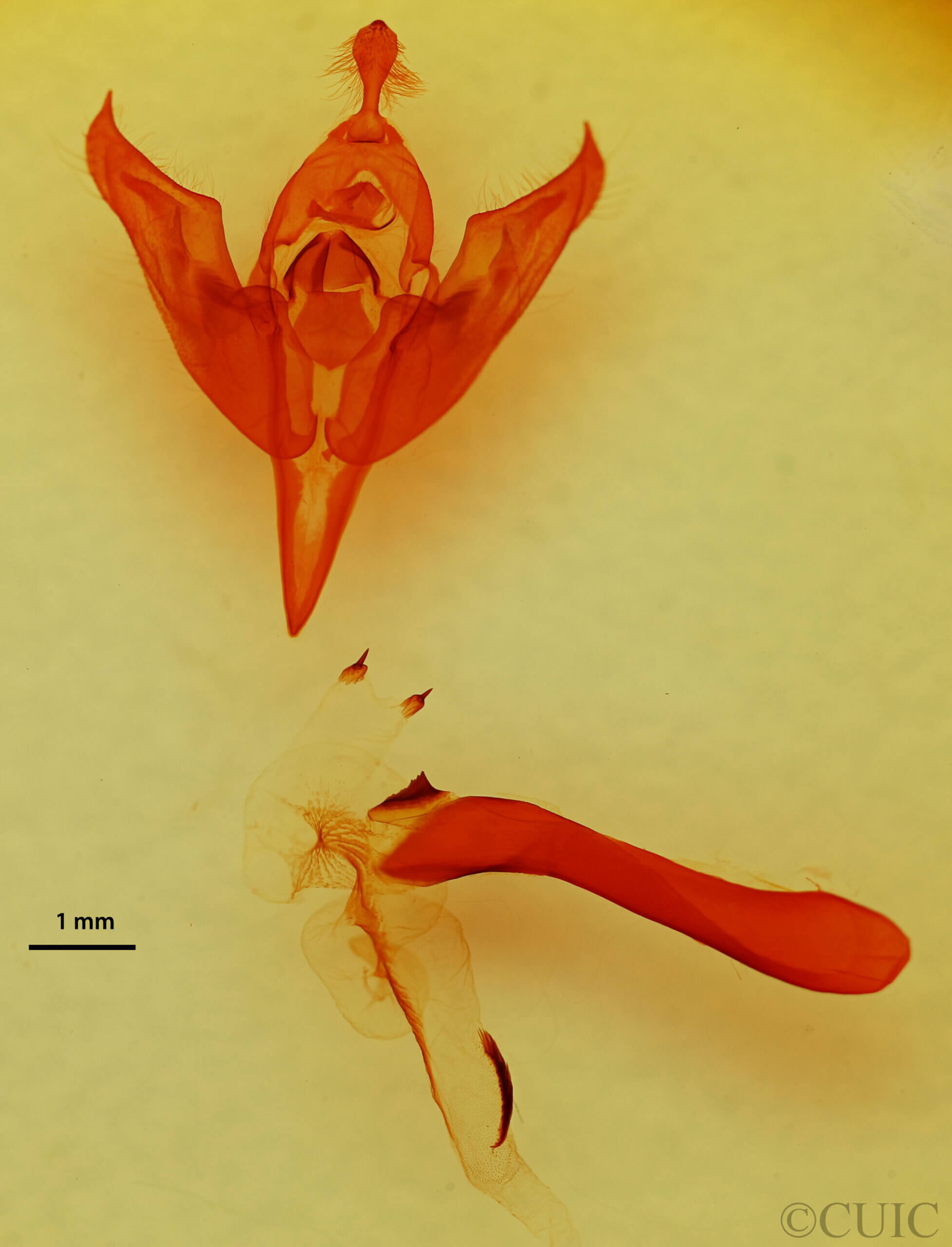 genitalia view of adult Orthosia flaviannula?