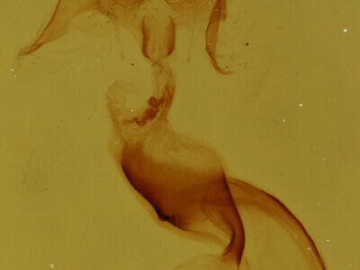 genitalia view of adult Pangrapta sp.