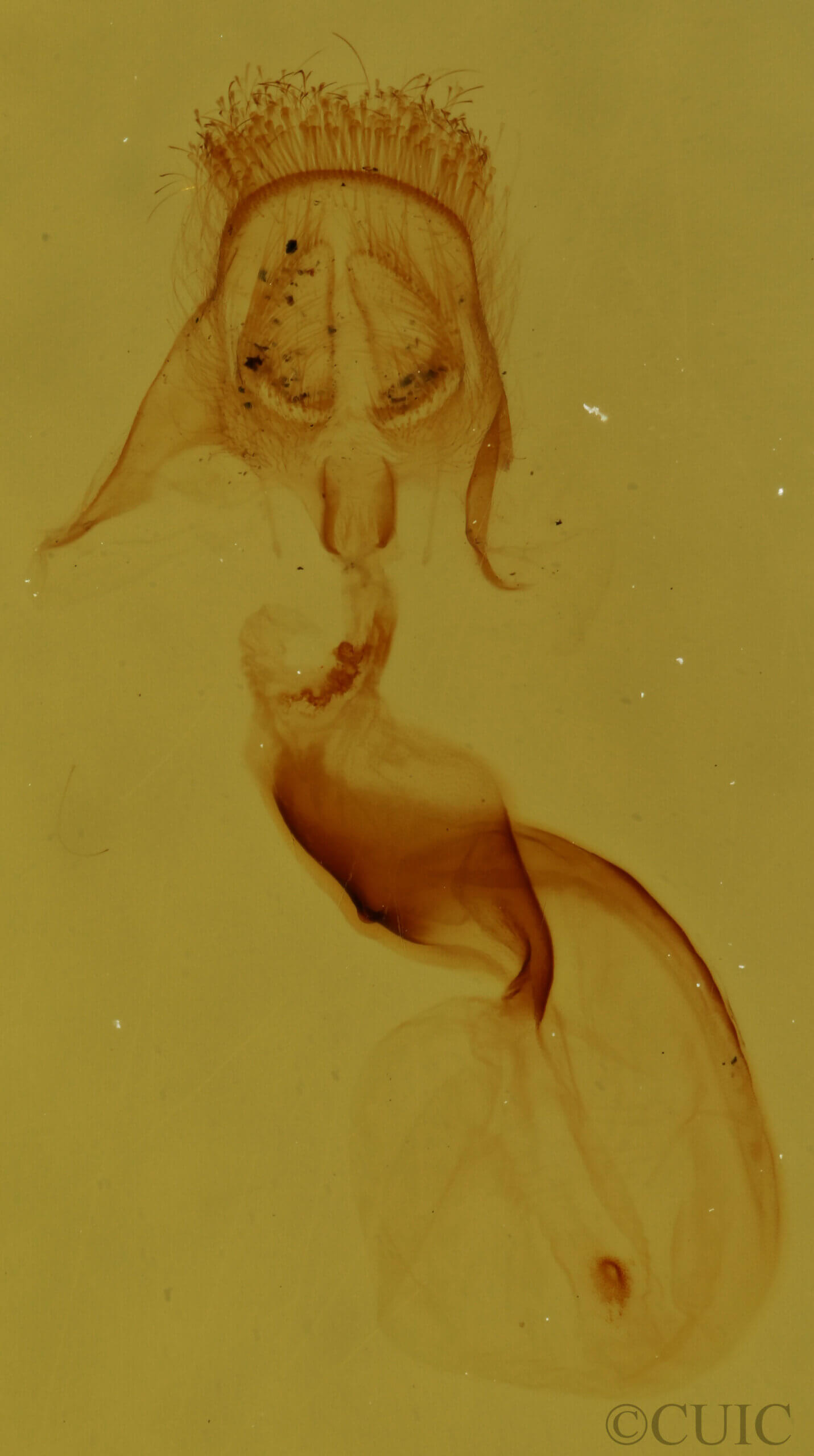 genitalia view of adult Pangrapta sp.