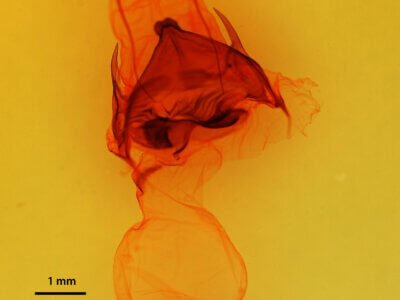 genitalia view of adult Pentobesa ankistron