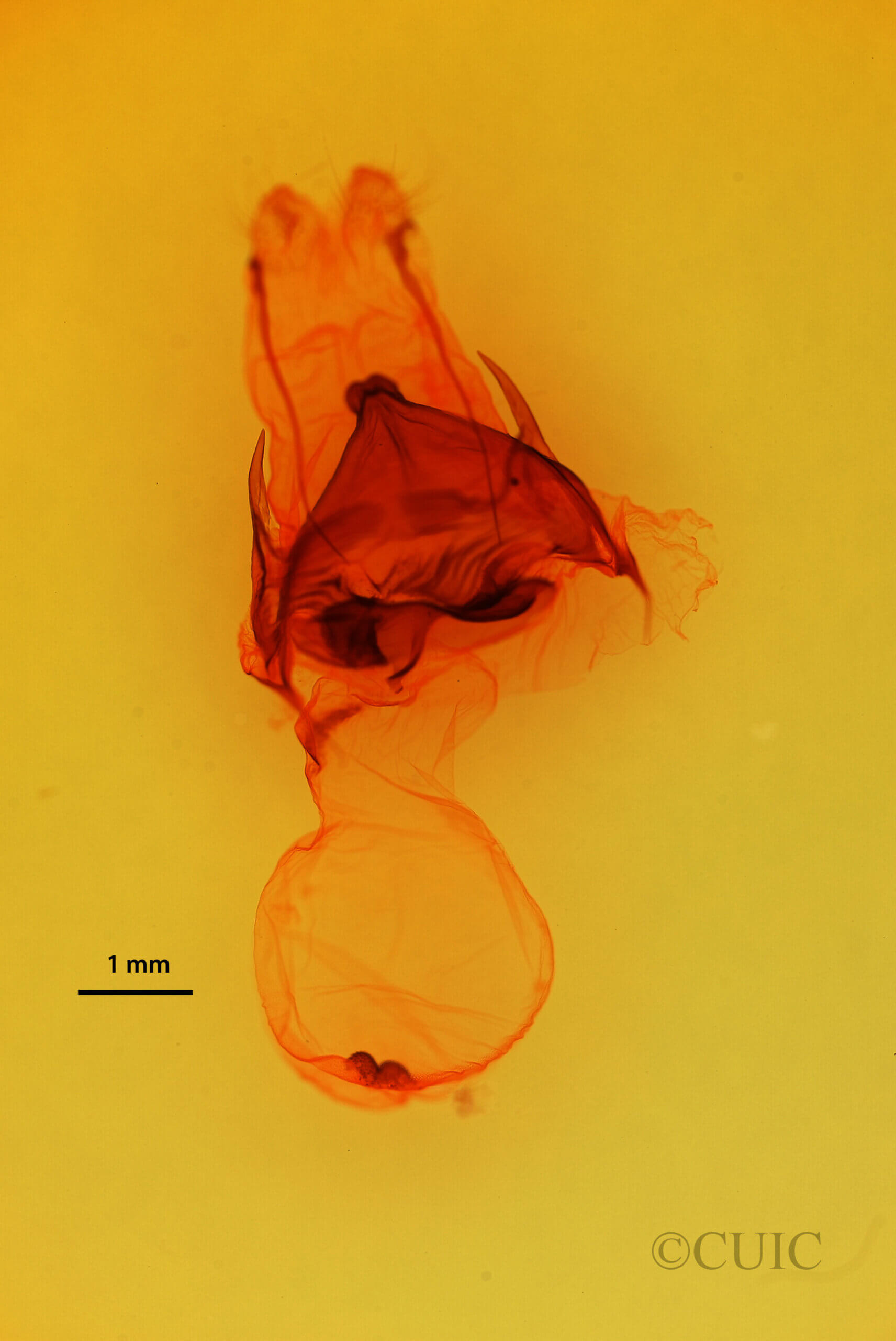 genitalia view of adult Pentobesa ankistron