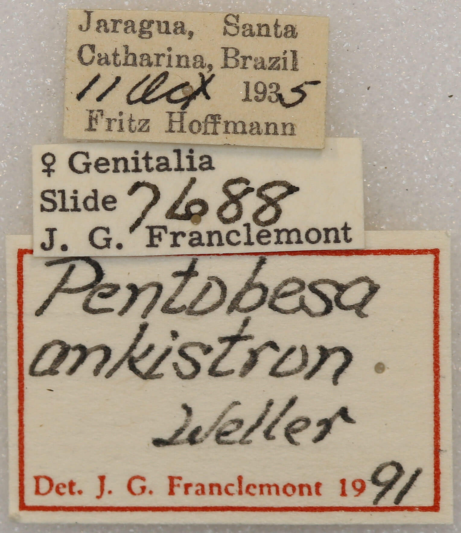 label view of adult Pentobesa ankistron