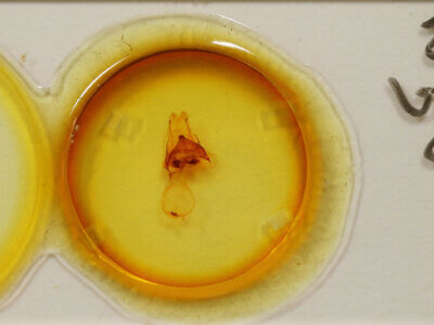 slide view of adult Pentobesa ankistron