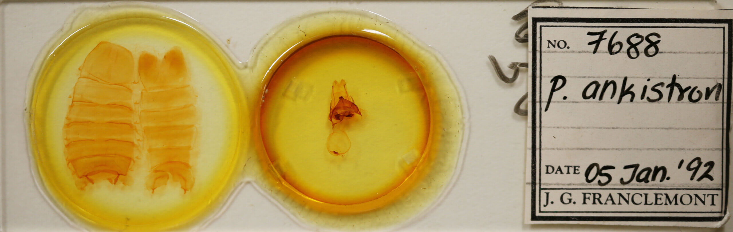 slide view of adult Pentobesa ankistron