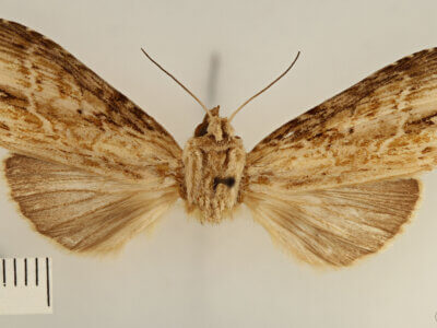 dorsal view of adult Pentobesa ankistron