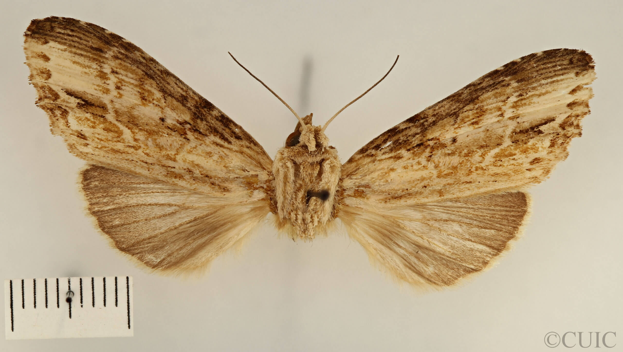 dorsal view of adult Pentobesa ankistron