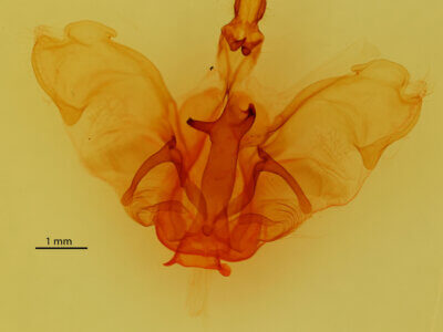 genitalia view of adult Pentobesa ankistron