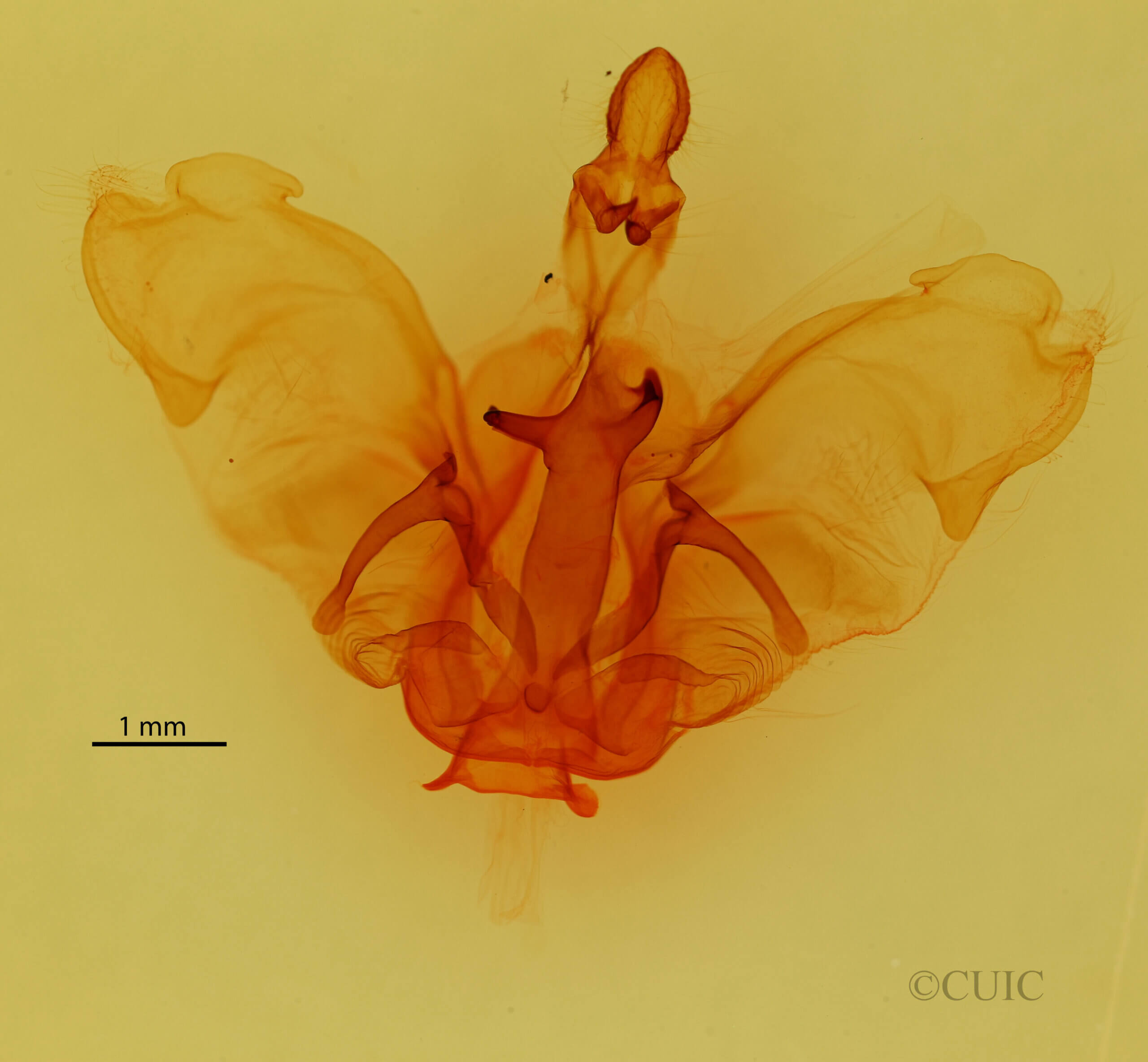 genitalia view of adult Pentobesa ankistron