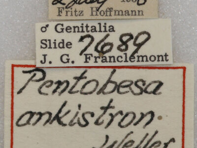 label view of adult Pentobesa ankistron