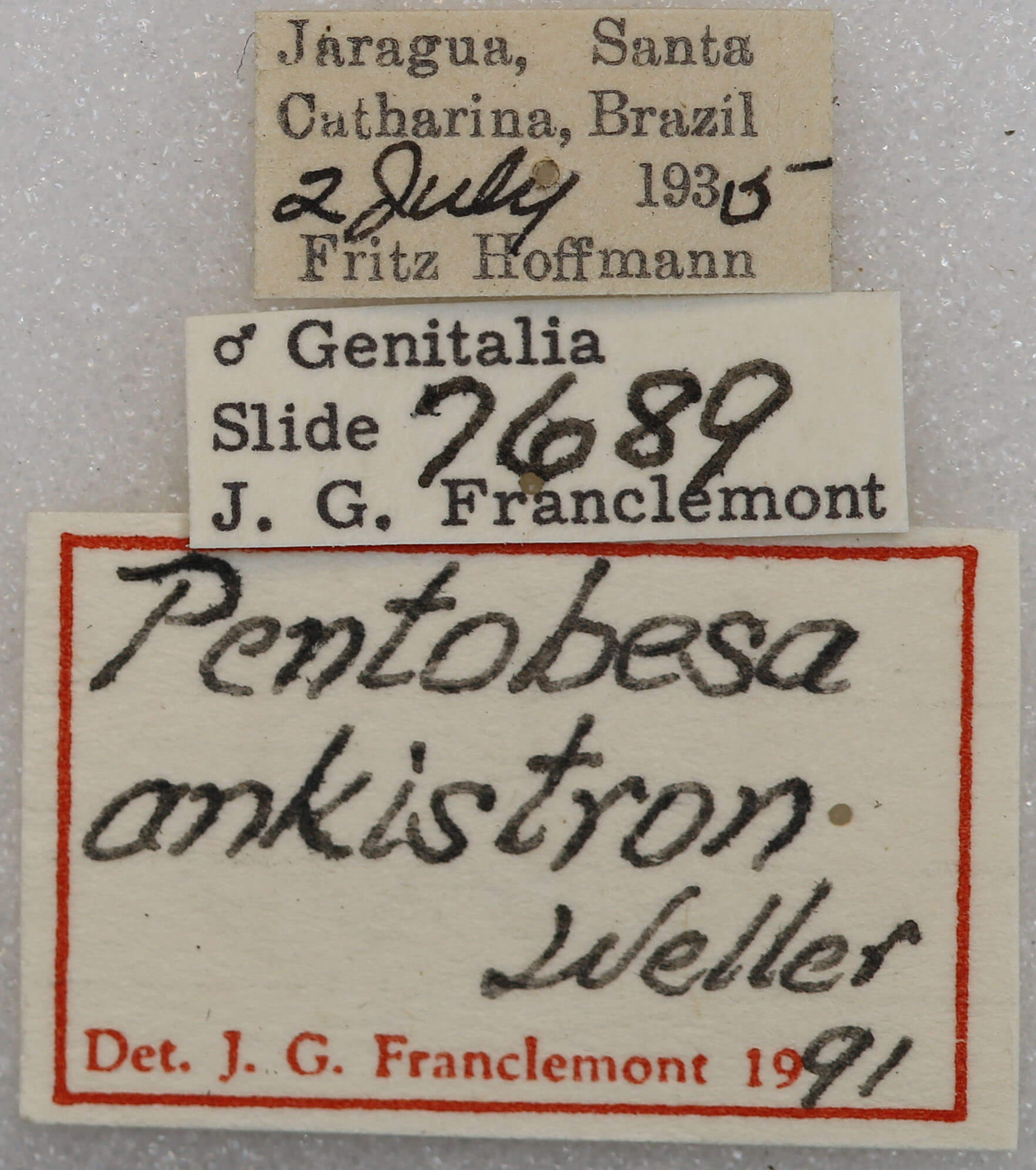 label view of adult Pentobesa ankistron