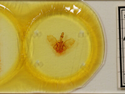 slide view of adult Pentobesa ankistron