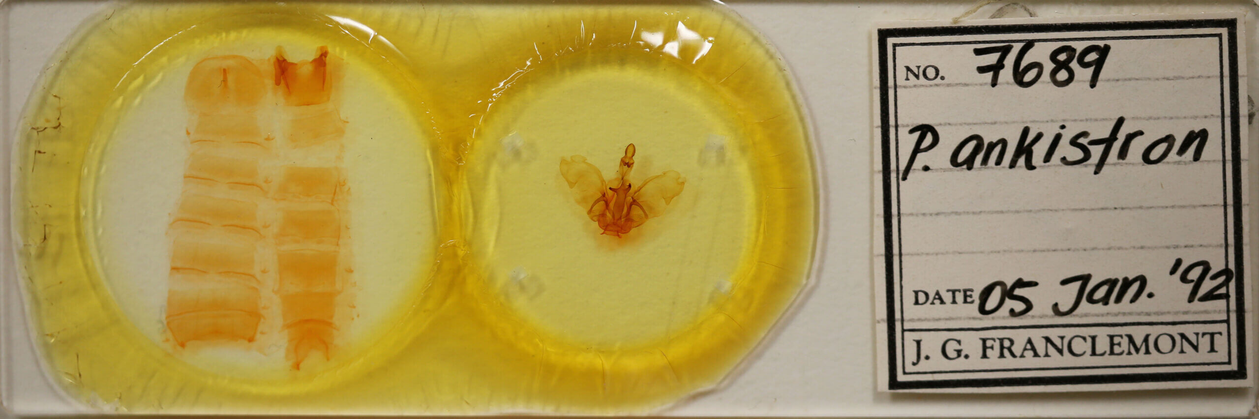 slide view of adult Pentobesa ankistron