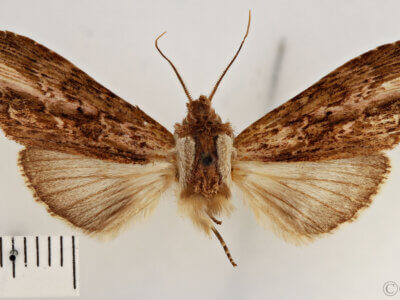 dorsal view of adult Pentobesa ankistron