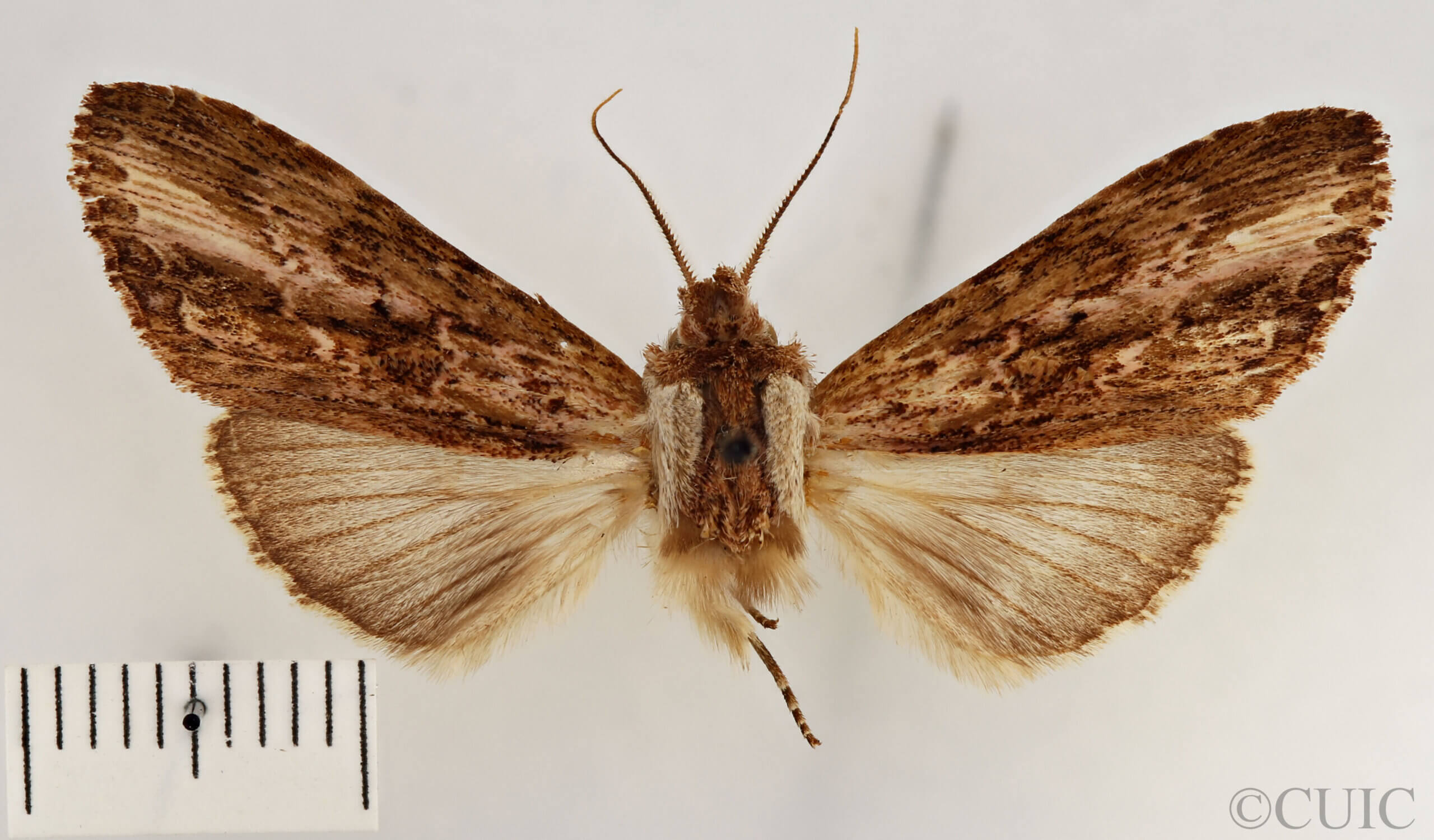 dorsal view of adult Pentobesa ankistron