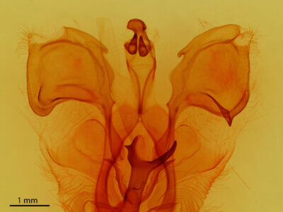 genitalia view of adult Pentobesa sinistra