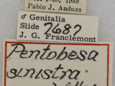 label view of adult Pentobesa sinistra
