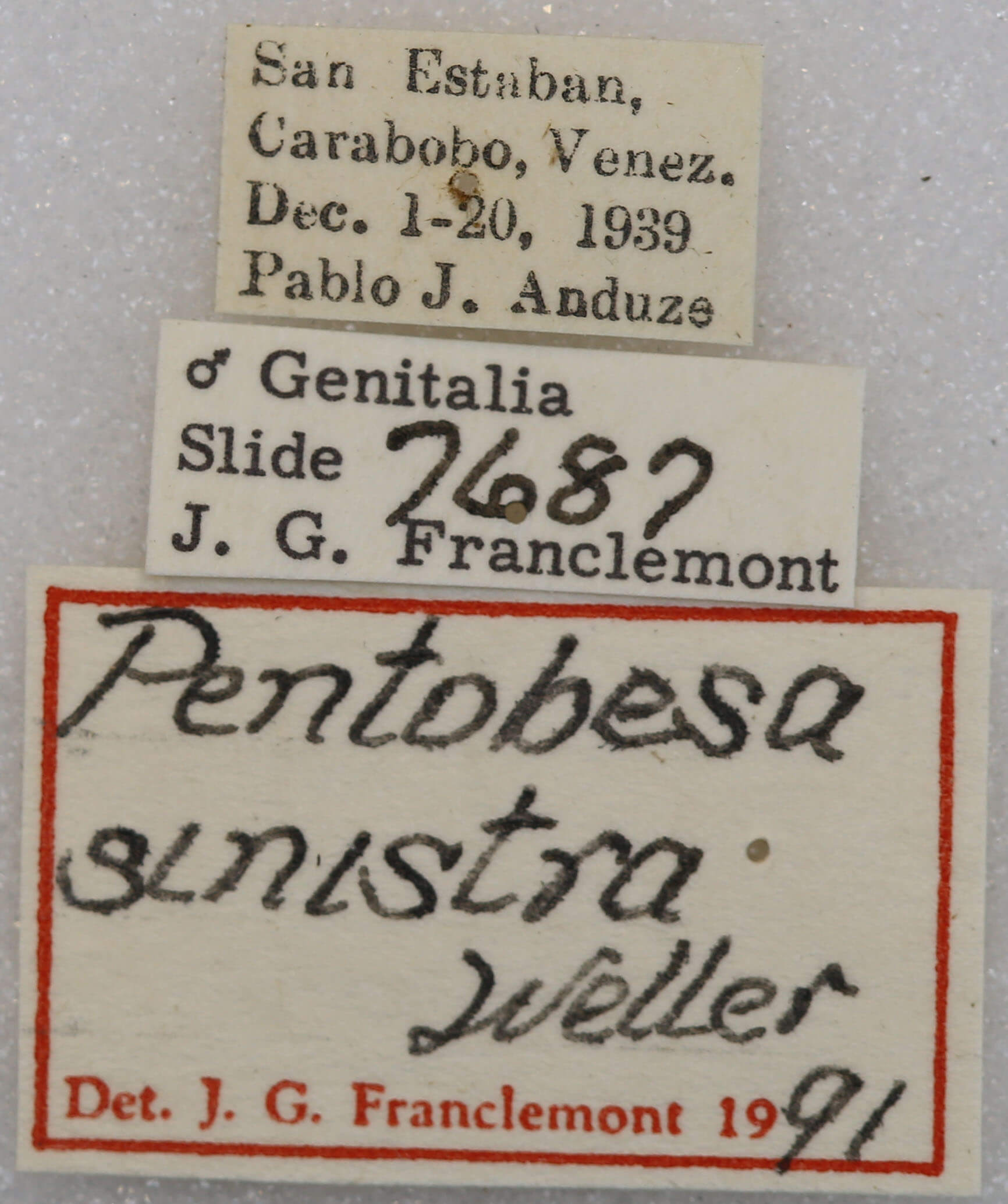 label view of adult Pentobesa sinistra