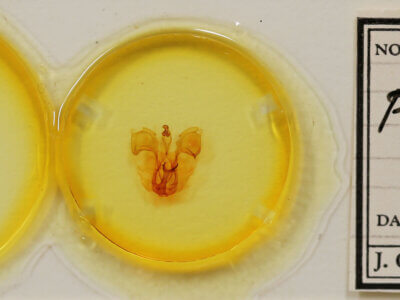 slide view of adult Pentobesa sinistra